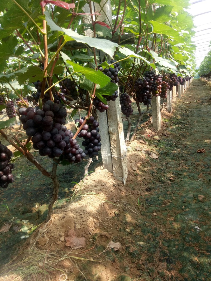 山东葡萄，平邑京亚葡萄大量上市了，产地直供，加工厂用果，