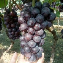 山东葡萄，平邑京亚葡萄大量上市了，产地直供，加工厂用果，