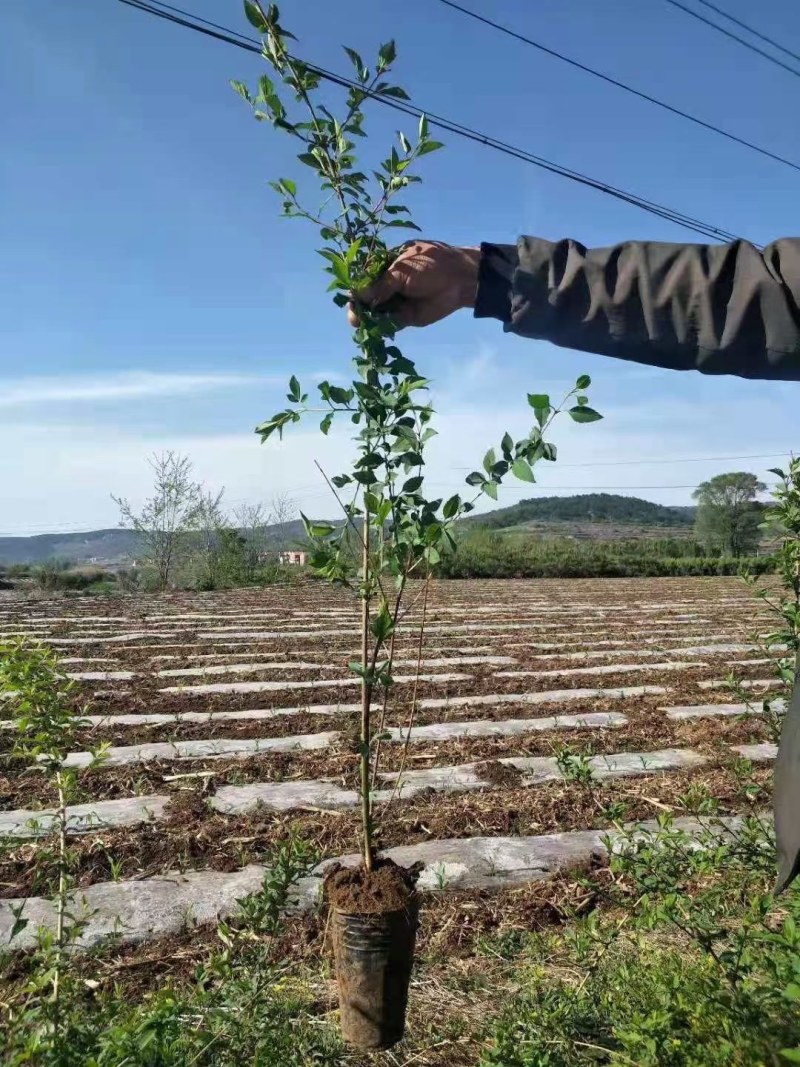 白皮松，连翘苗，产地直销，大量有货……各种北方苗木果树