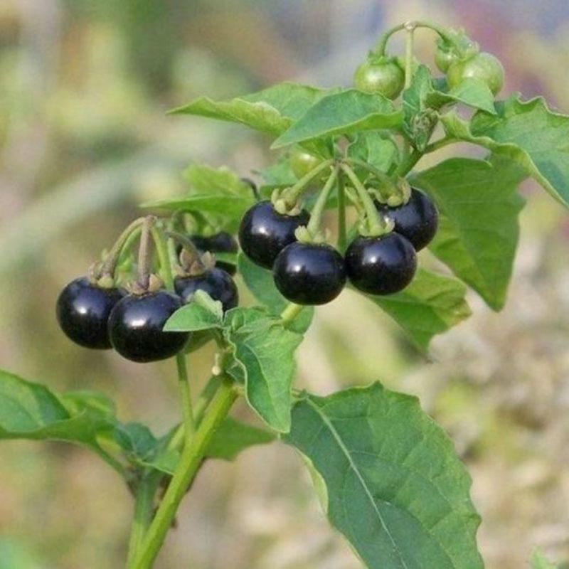 野生新鲜龙葵草天茄子黑天天苦葵野辣椒黑茄子中草药