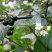 野生新鲜龙葵草天茄子黑天天苦葵野辣椒黑茄子中草药