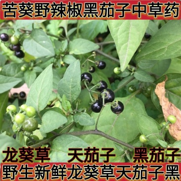 野生新鲜龙葵草天茄子黑天天苦葵野辣椒黑茄子中草药