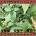 野生新鲜龙葵草天茄子黑天天苦葵野辣椒黑茄子中草药