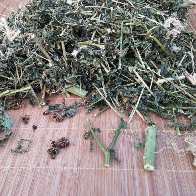 野生新鲜龙葵草天茄子黑天天苦葵野辣椒黑茄子中草药