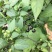 野生新鲜龙葵草天茄子黑天天苦葵野辣椒黑茄子中草药