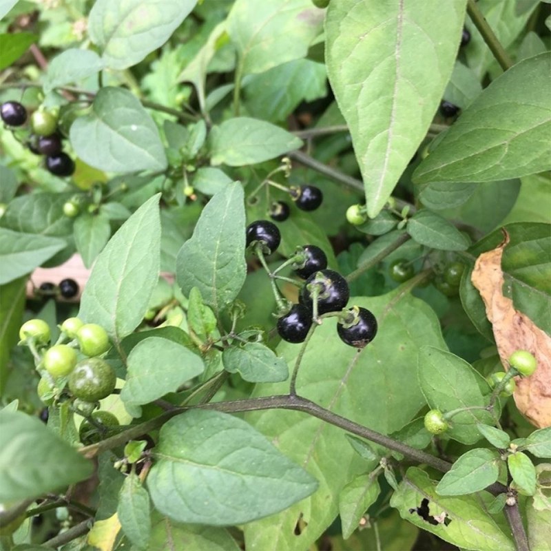 野生新鲜龙葵草天茄子黑天天苦葵野辣椒黑茄子中草药