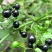 野生新鲜龙葵草天茄子黑天天苦葵野辣椒黑茄子中草药