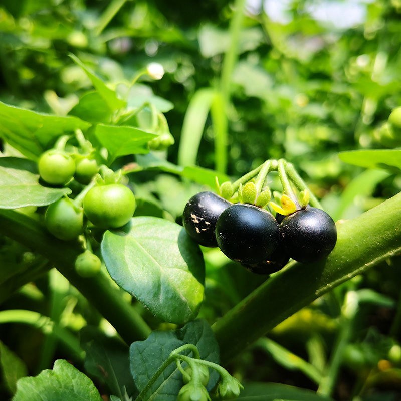 野生新鲜龙葵草天茄子黑天天苦葵野辣椒黑茄子中草药