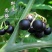 野生新鲜龙葵草天茄子黑天天苦葵野辣椒黑茄子中草药