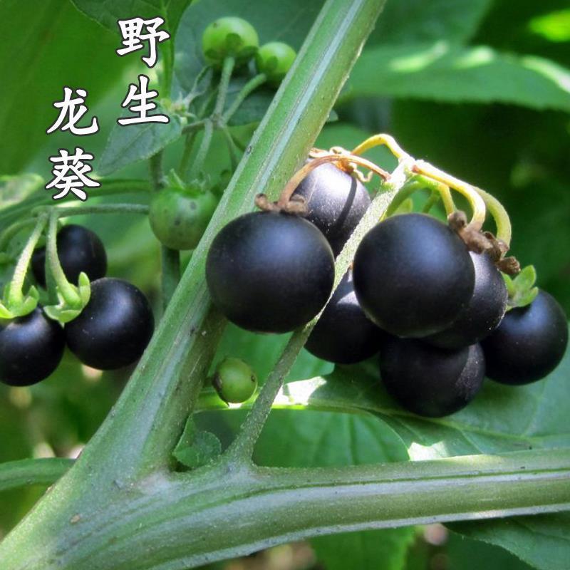 野生新鲜龙葵草天茄子黑天天苦葵野辣椒黑茄子中草药