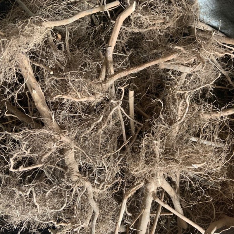 野生新鲜龙葵草天茄子黑天天苦葵野辣椒黑茄子中草药