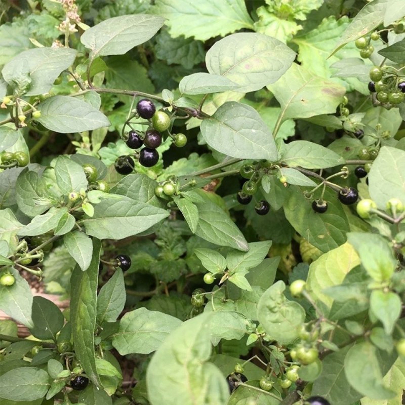 野生新鲜龙葵草天茄子黑天天苦葵野辣椒黑茄子中草药