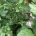 野生新鲜龙葵草天茄子黑天天苦葵野辣椒黑茄子中草药