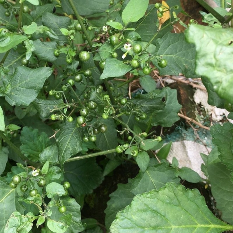 野生新鲜龙葵草天茄子黑天天苦葵野辣椒黑茄子中草药