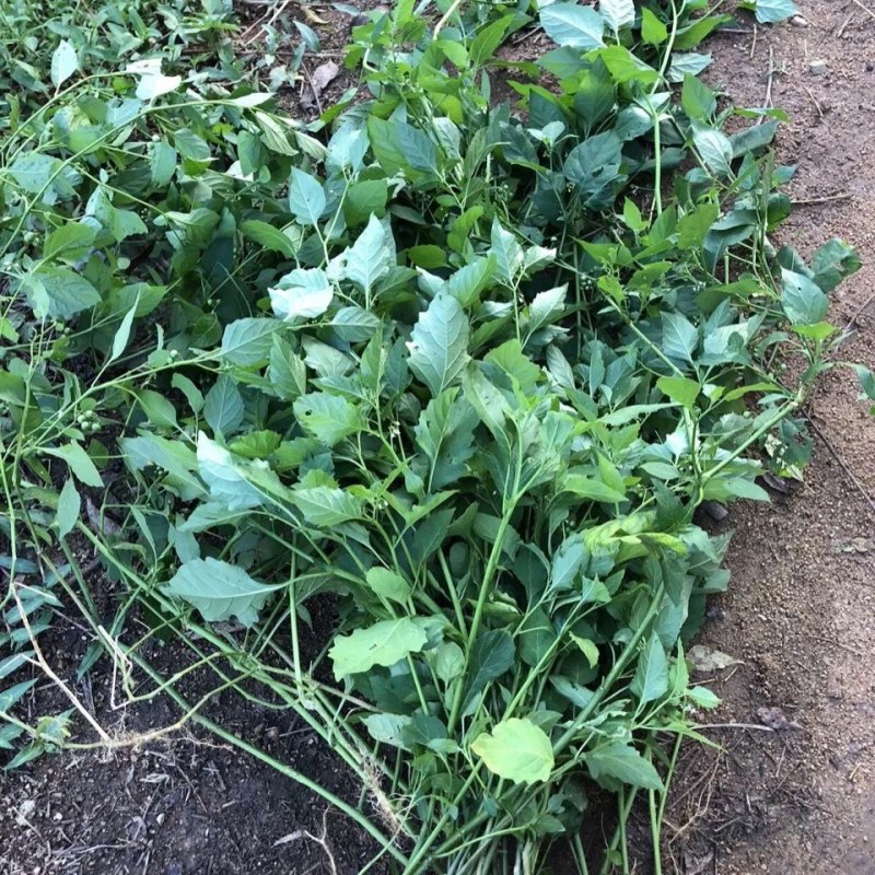 野生新鲜龙葵草天茄子黑天天苦葵野辣椒黑茄子中草药