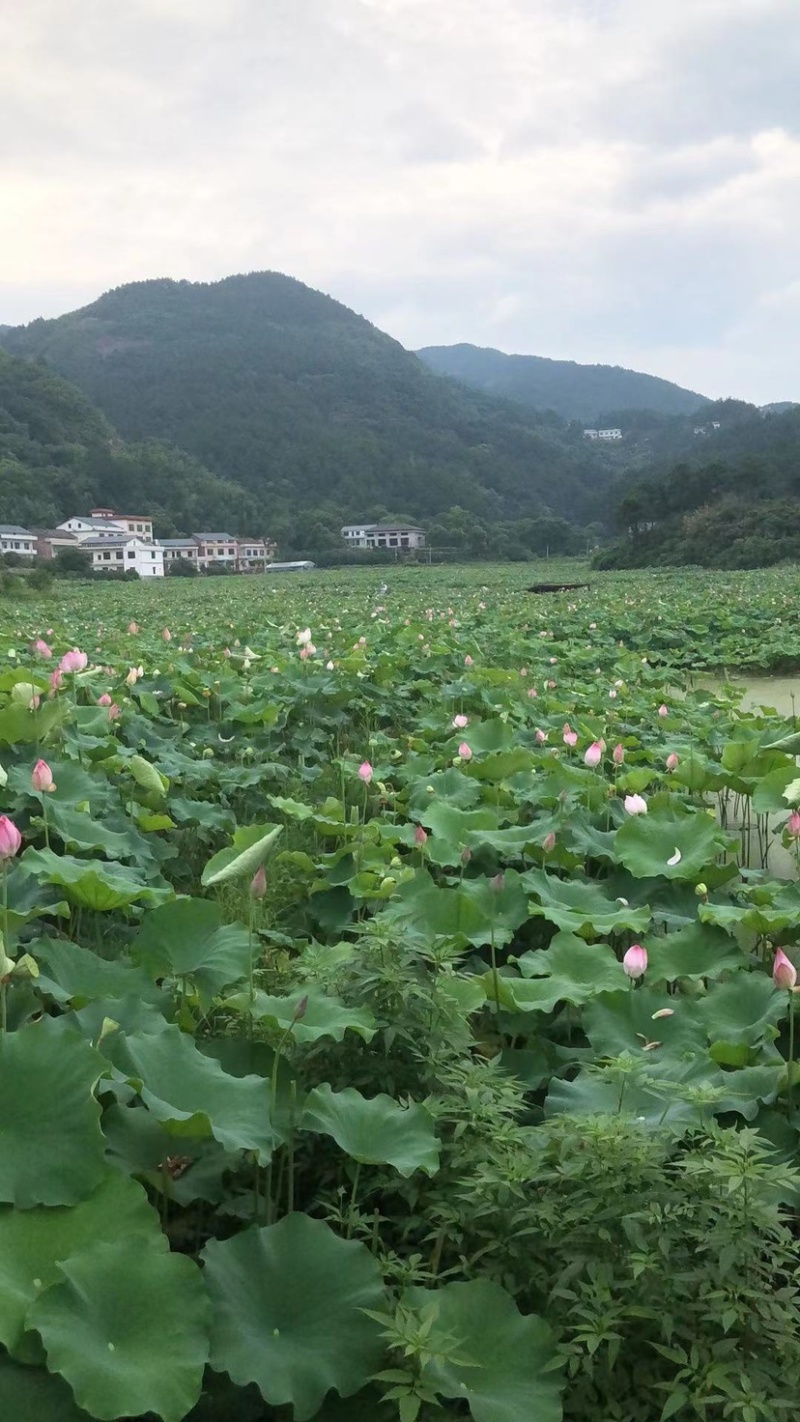 铁莲子大量出售