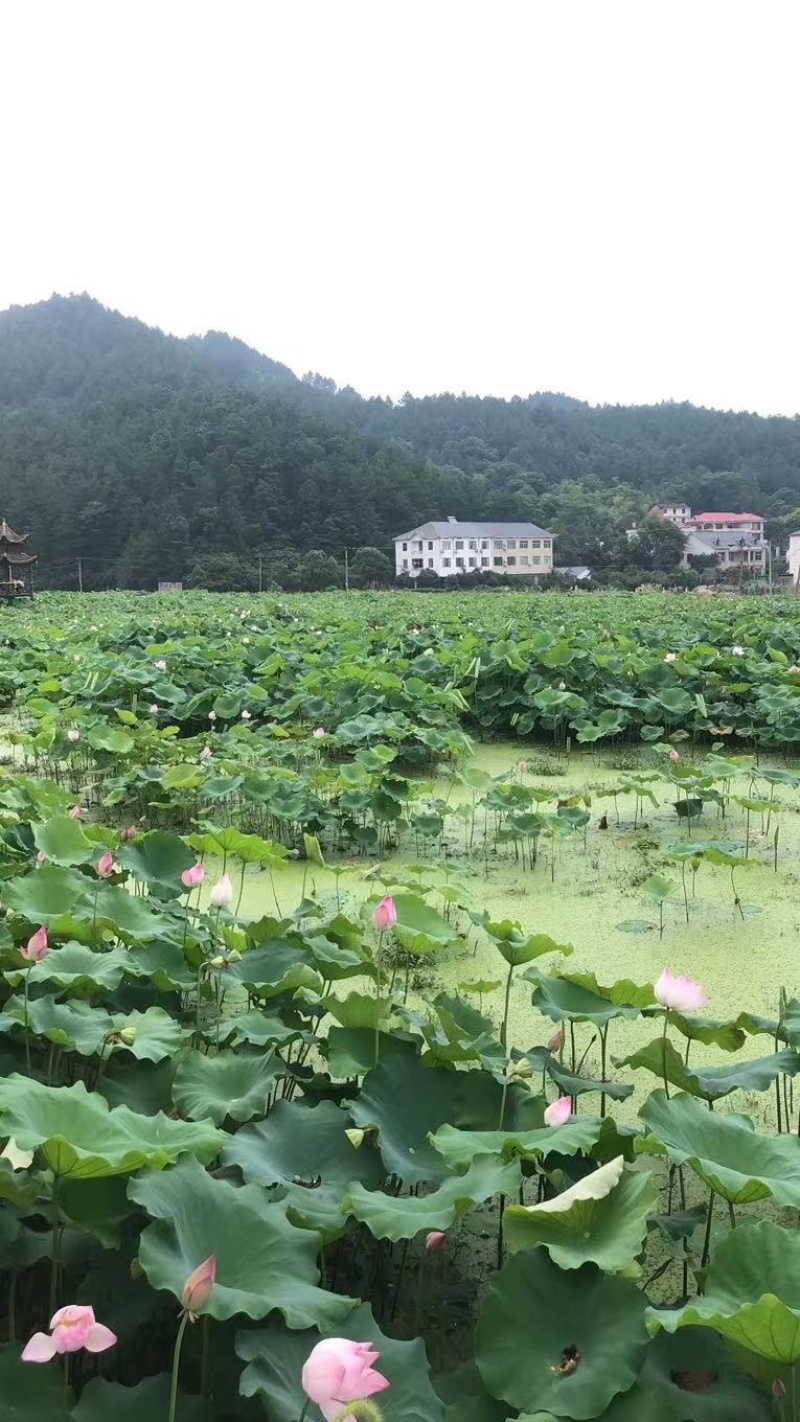 铁莲子大量出售