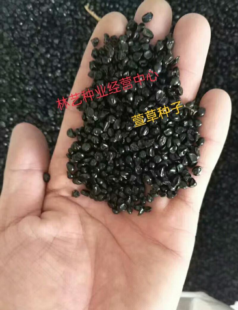 大花萱草种子金娃娃萱草种籽黄花萱草种盆栽花宿根多年耐荫花