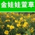 大花萱草种子金娃娃萱草种籽黄花萱草种盆栽花宿根多年耐荫花
