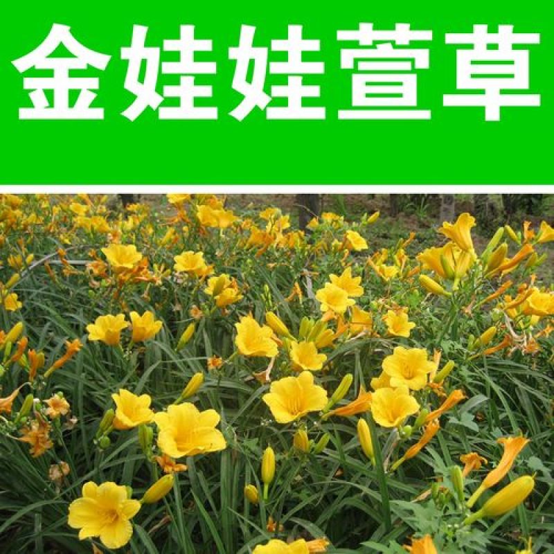 大花萱草种子金娃娃萱草种籽黄花萱草种盆栽花宿根多年耐荫花