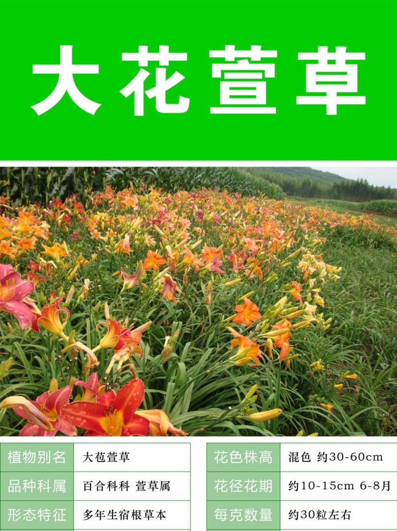 大花萱草种子金娃娃萱草种籽黄花萱草种盆栽花宿根多年耐荫花
