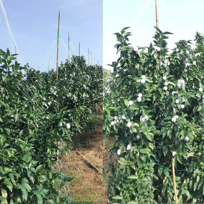 沃柑撑果网柑橘撑果网沃柑吊果网柑橘吊果网果树吊果网农用