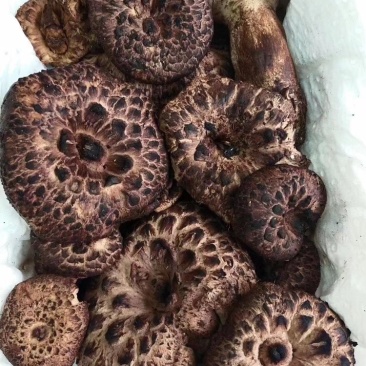 2021新鲜云南黑虎掌菌