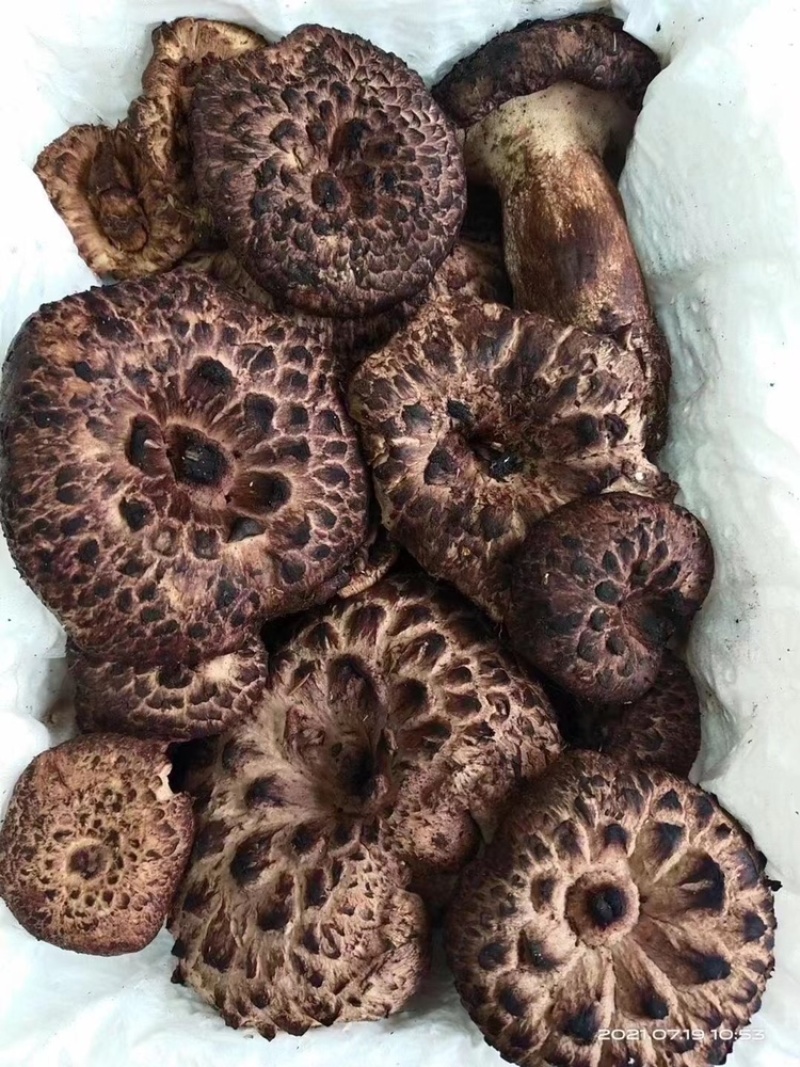 2021新鲜云南黑虎掌菌