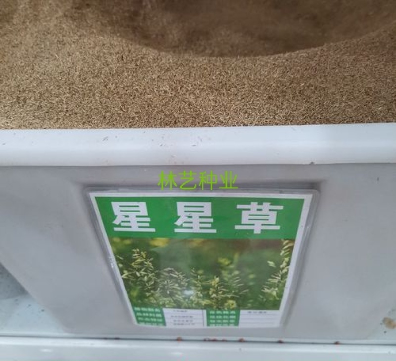 批发牧草种子星星草种子高原耐寒护坡种子牛马羊牧草种子