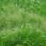 批发牧草种子星星草种子高原耐寒护坡种子牛马羊牧草种子