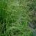 批发牧草种子星星草种子高原耐寒护坡种子牛马羊牧草种子