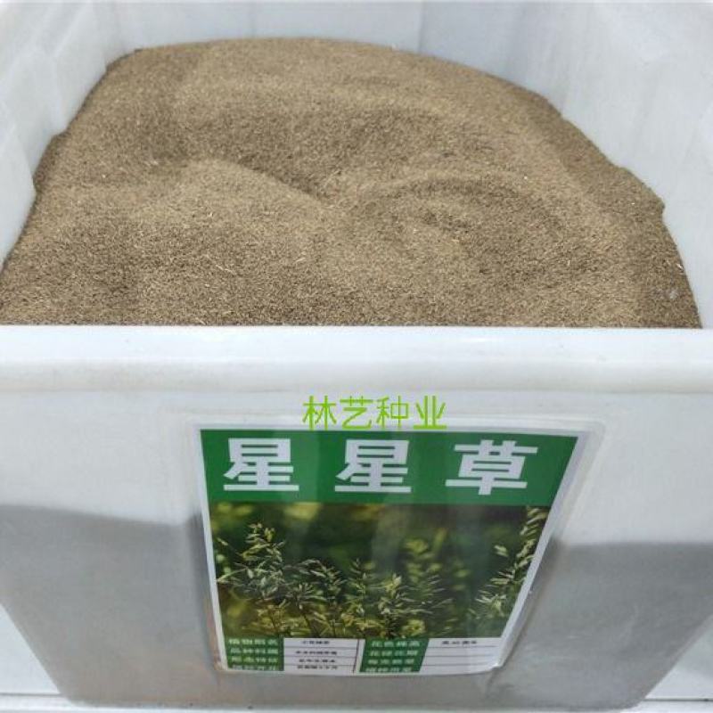 批发牧草种子星星草种子高原耐寒护坡种子牛马羊牧草种子