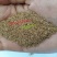 批发牧草种子星星草种子高原耐寒护坡种子牛马羊牧草种子