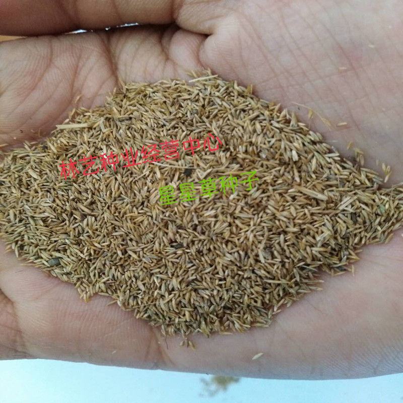 批发牧草种子星星草种子高原耐寒护坡种子牛马羊牧草种子