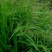 批发牧草种子星星草种子高原耐寒护坡种子牛马羊牧草种子