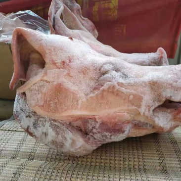 猪全头