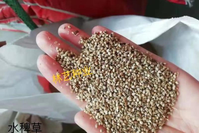 高产稗草水稗草种子稻田养殖鱼虾蟹耐涝耐旱牧草种子