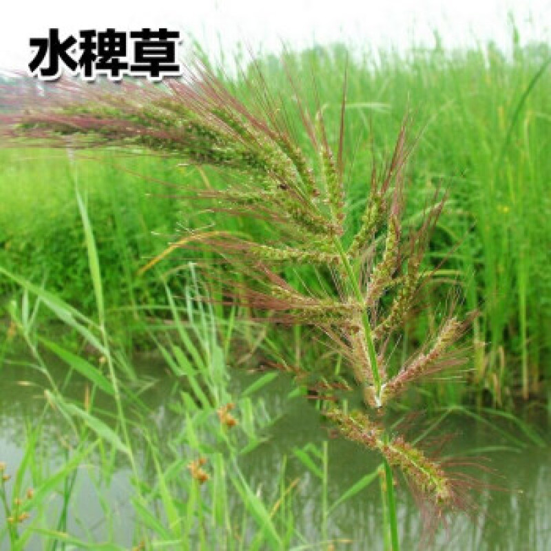 高产稗草水稗草种子稻田养殖鱼虾蟹耐涝耐旱牧草种子
