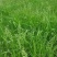 高产稗草水稗草种子稻田养殖鱼虾蟹耐涝耐旱牧草种子