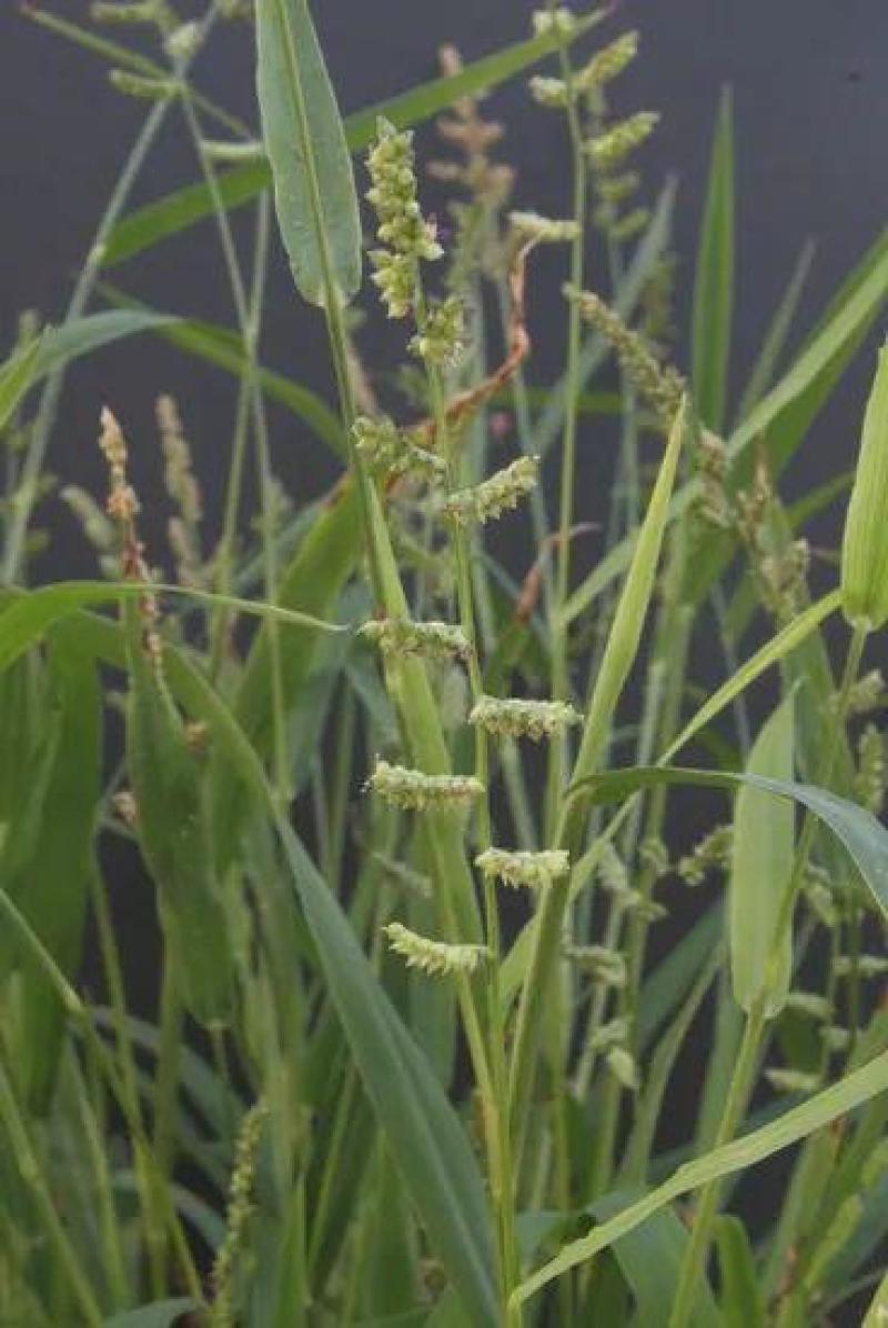 高产稗草水稗草种子稻田养殖鱼虾蟹耐涝耐旱牧草种子