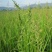 高产稗草水稗草种子稻田养殖鱼虾蟹耐涝耐旱牧草种子
