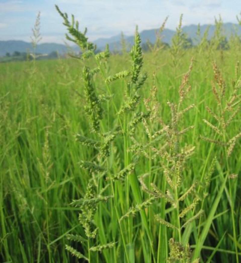 高产稗草水稗草种子稻田养殖鱼虾蟹耐涝耐旱牧草种子