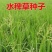 高产稗草水稗草种子稻田养殖鱼虾蟹耐涝耐旱牧草种子
