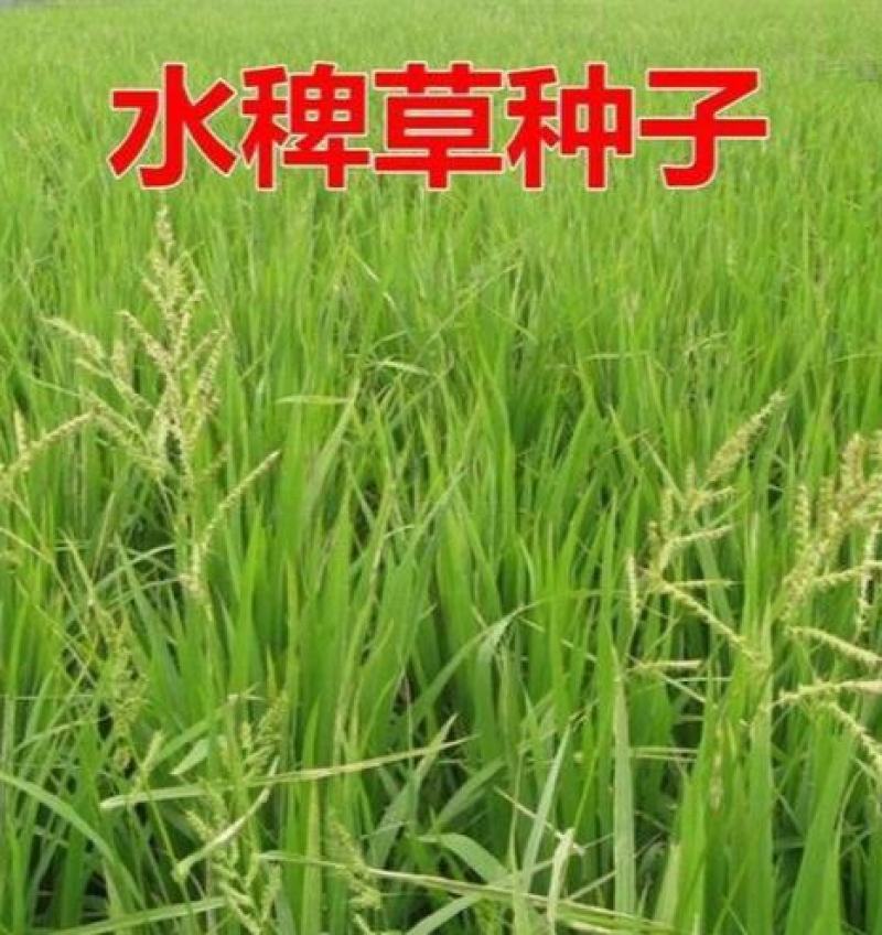 高产稗草水稗草种子稻田养殖鱼虾蟹耐涝耐旱牧草种子