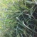 高产稗草水稗草种子稻田养殖鱼虾蟹耐涝耐旱牧草种子