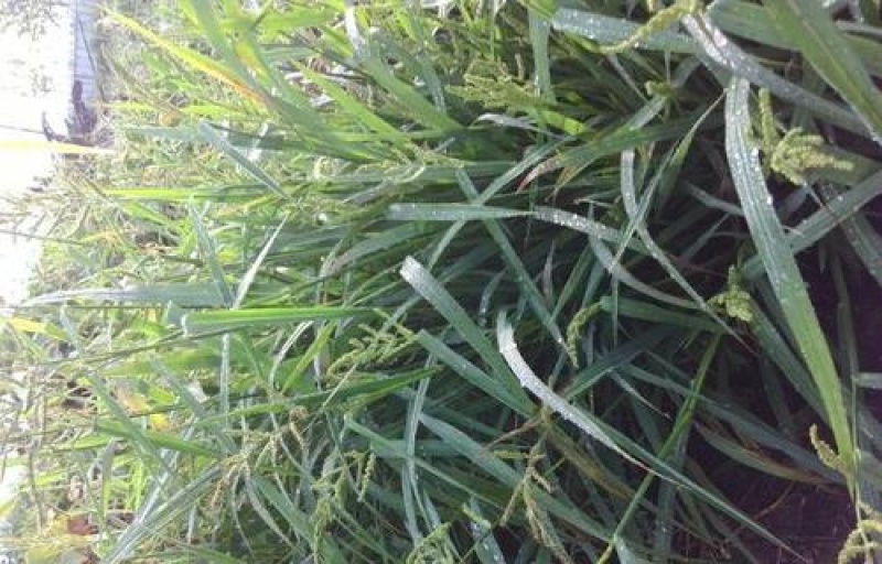 高产稗草水稗草种子稻田养殖鱼虾蟹耐涝耐旱牧草种子