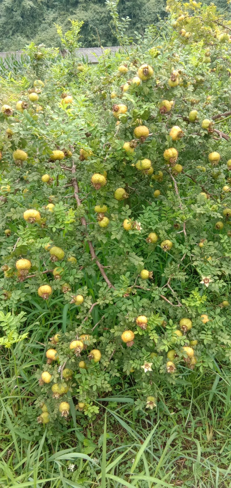 贵州刺梨，须要的朋友请联系我