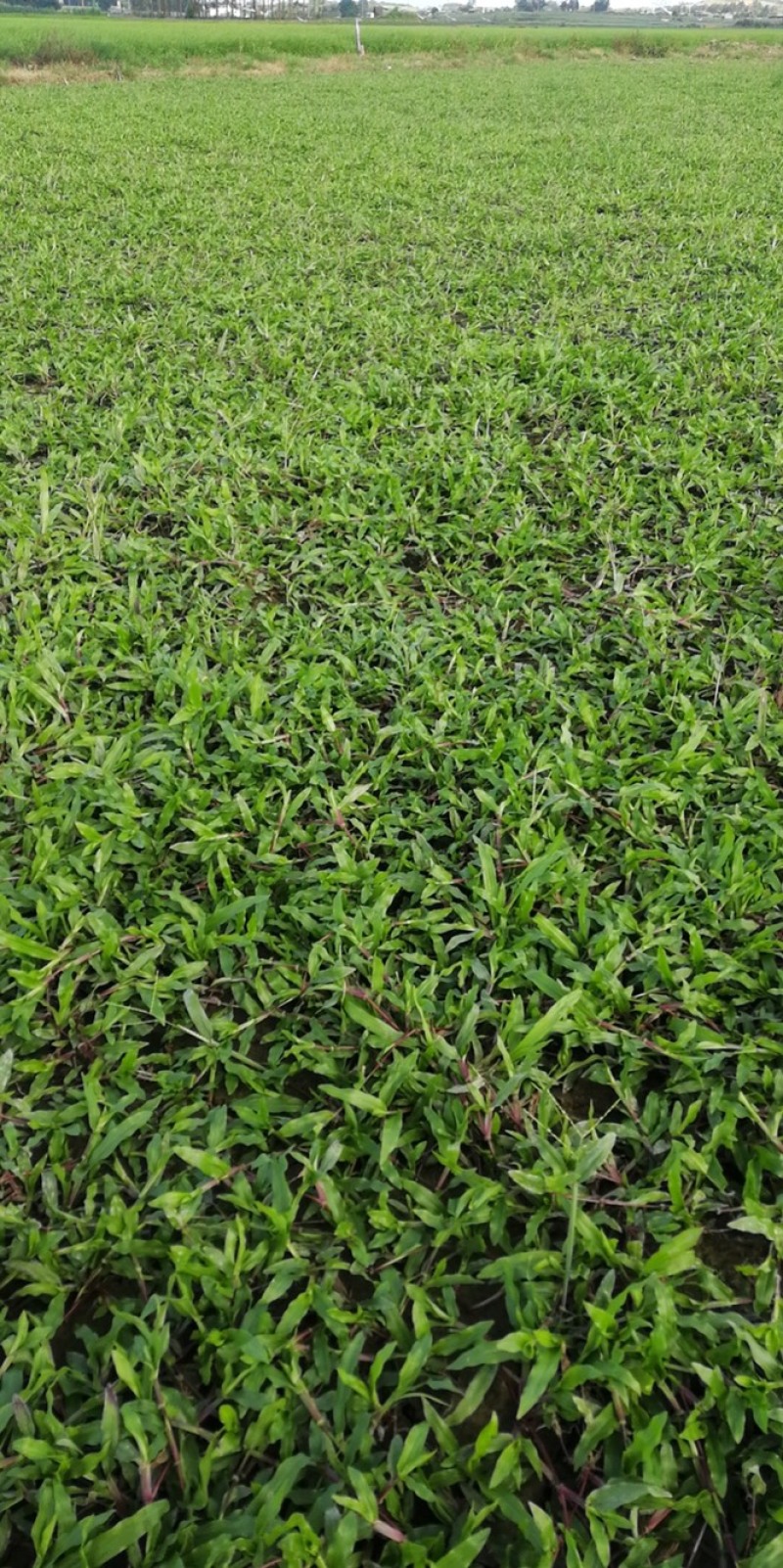 大叶油草
