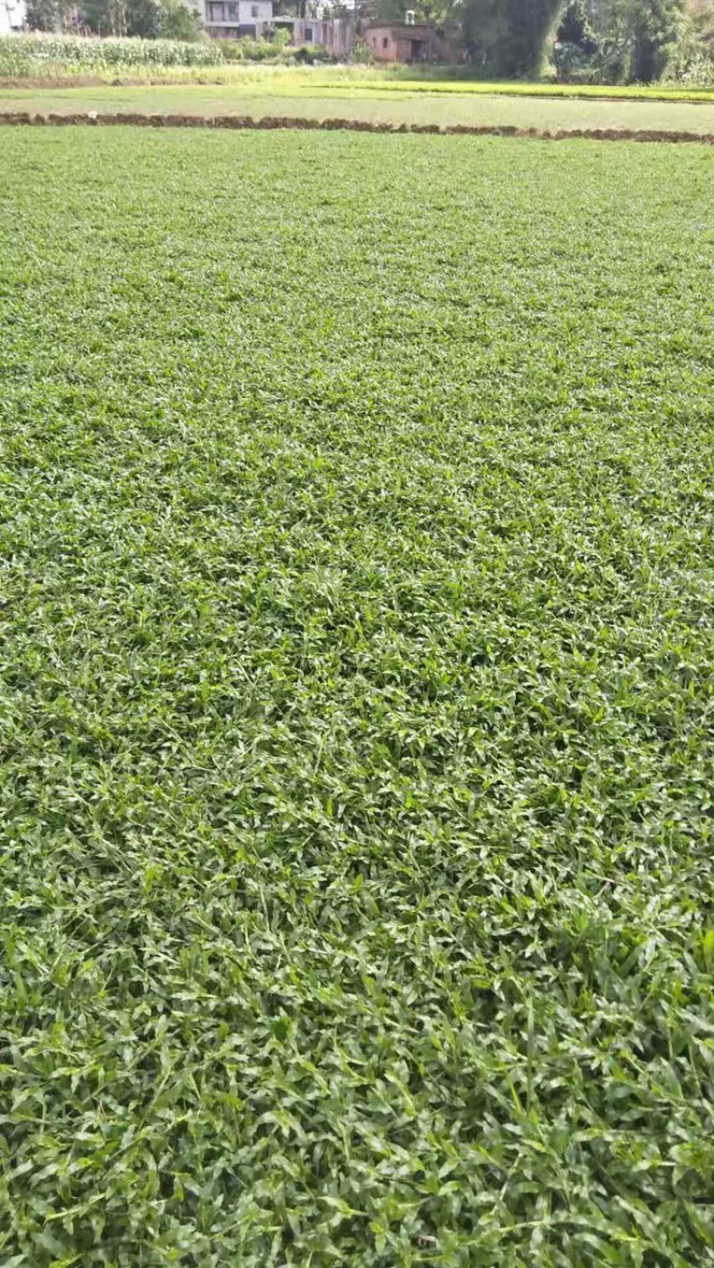 大叶油草