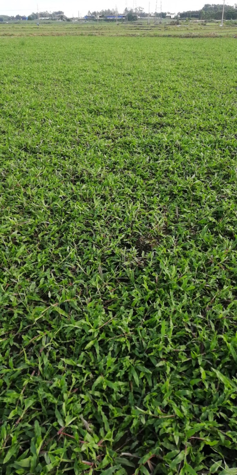 大叶油草